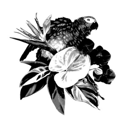 Papier peint  Engraving Graphic Bird of Paradise. Tropical bouquet. grey parrot, strelitzia, anthurium and orchids. Realistic illustration PNG