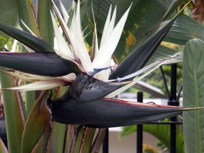 Papier peint  Énorme fleur bleue et blanche de Strelitzia