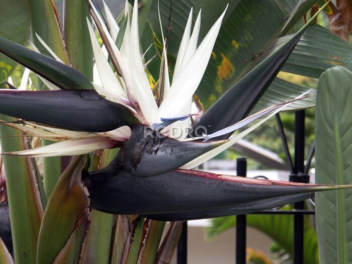 Papier peint  Énorme fleur bleue et blanche de Strelitzia