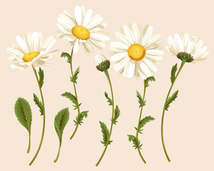 Papier peint  Ensemble de camomiles