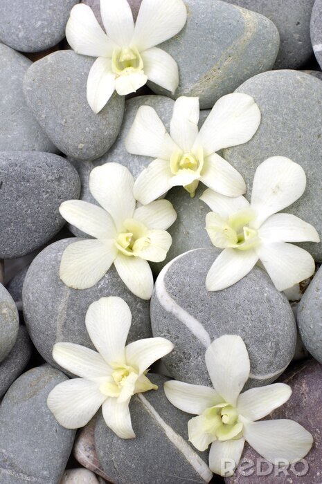 Papier peint  Ensemble de fleur d'orchidée avec des pierres fond zen