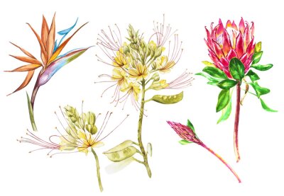 Papier peint  Ensemble de fleurs aquarelle Protea, Caesalpinia et Strelitzia. Illustration botanique florale de décoration tropicale. Aquarelle isolée Perfectionnez pour l'invitation, le mariage ou les cartes de vo