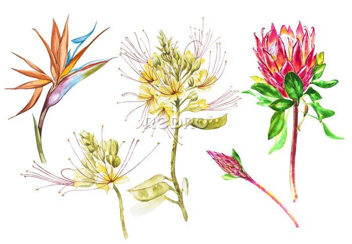 Papier peint  Ensemble de fleurs aquarelle Protea, Caesalpinia et Strelitzia. Illustration botanique florale de décoration tropicale. Aquarelle isolée Perfectionnez pour l'invitation, le mariage ou les cartes de vo