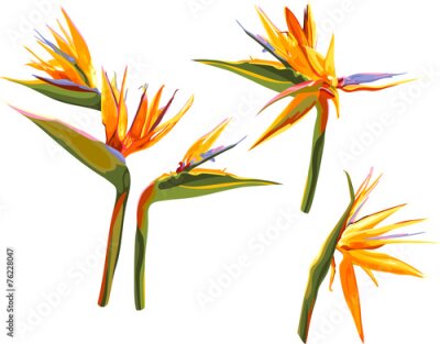 Papier peint  Ensemble de fleurs isolés de Strelitzia