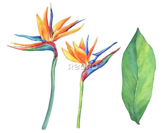 Papier peint  Ensemble de fleurs ropicales Strelitzia reginae. Peinture aquarelle dessinée à la main sur fond blanc.