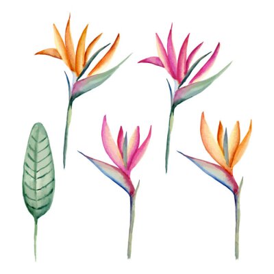 Papier peint  Ensemble Strelitzia. Aquarelle dessinée à la main. Illustration vectorielle