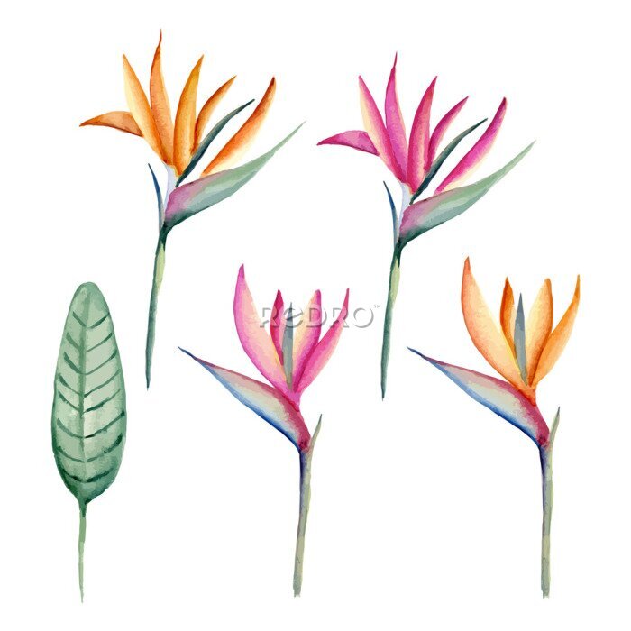 Papier peint  Ensemble Strelitzia. Aquarelle dessinée à la main. Illustration vectorielle