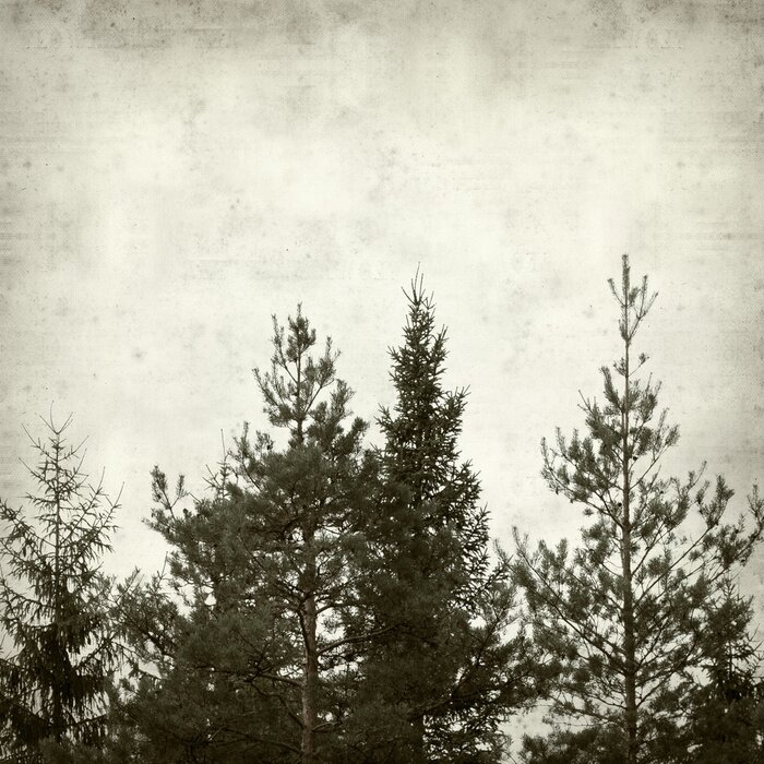 Papier peint  Épicéa sur une texture béton