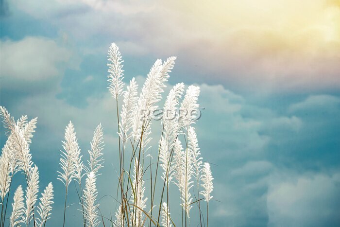 Papier peint  Épis blancs d'herbe contre le ciel bleu