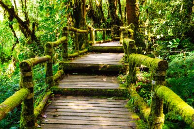 Escalier en bois dans la jungle