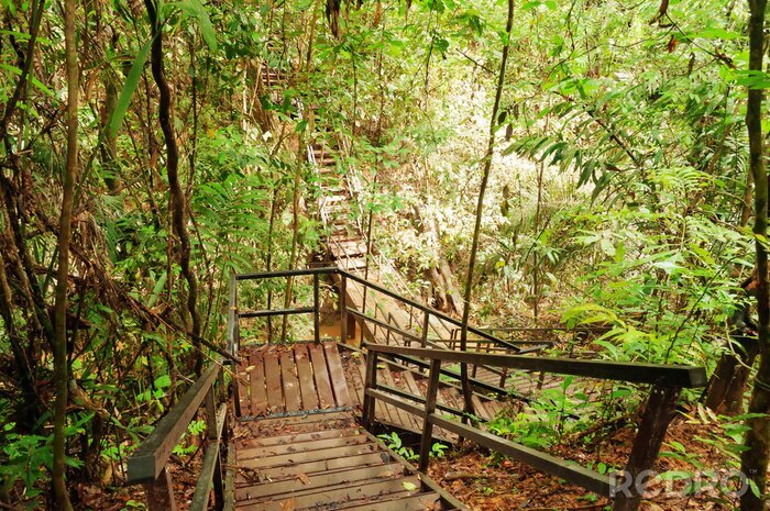 Papier peint  Escalier en bois jungle