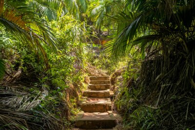 Papier peint  Escalier en pierre dans une forêt tropicale