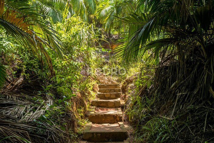 Papier peint  Escalier en pierre dans une forêt tropicale