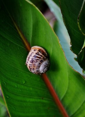 Papier peint  Escargot de jardin sur une feuille de reginae strelitzia