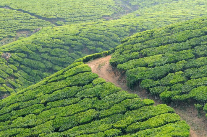 Papier peint  Espaces verts en Asie