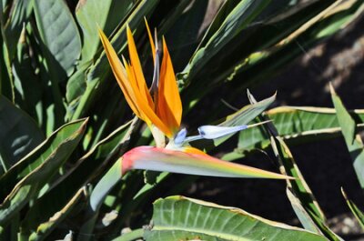 Papier peint  Espagne, Islande canarienne, Fuerteventura, strelitzia en fleurs