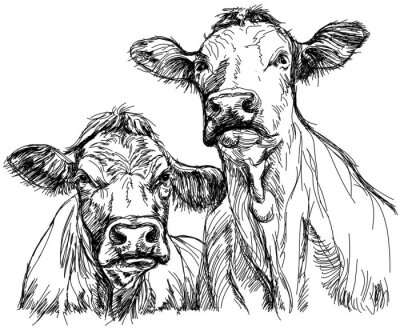 Esquisse de deux vaches en noir et blanc