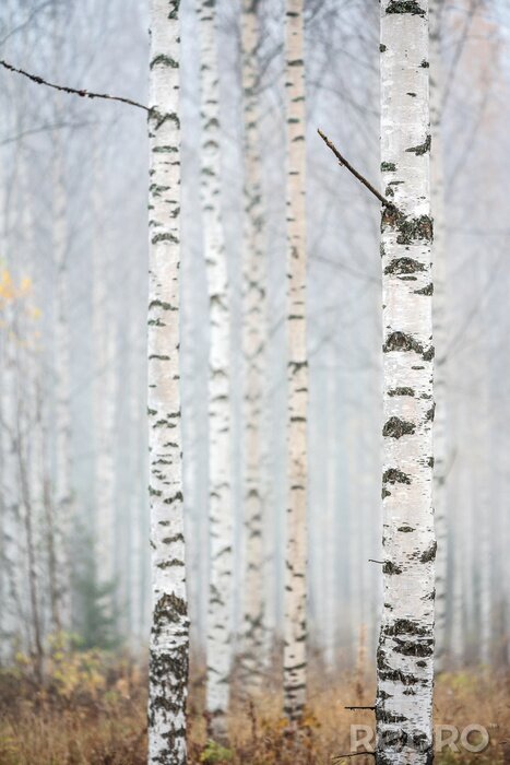 Papier peint  Esquisse de quatre bouleaux élancés