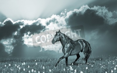 Papier peint  Etalon et rayons de soleil