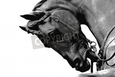 Papier peint  Etalon noir sur fond clair