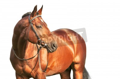 Papier peint  Etalon noir sur un fond clair