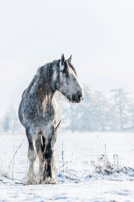 Papier peint  Etalon shire dans un pré d'hiver