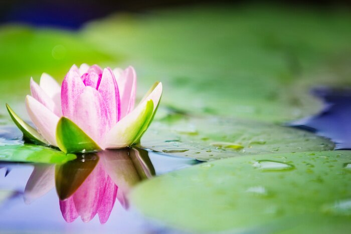 Papier peint  Étang et nature