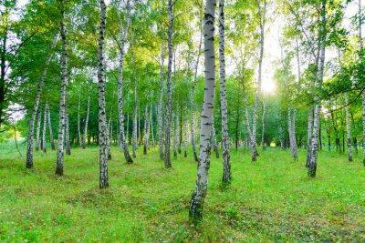 Papier peint  Été dans une forêt de bouleaux