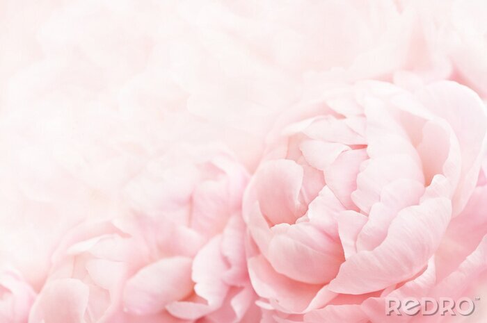 Papier peint  Été fleurissant cadre de pivoine délicate, floraison des pivoines fleurs fond festif, pastel et carte floral doux, mise au point sélective, tonique