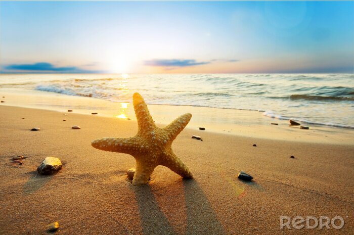 Papier peint  Étoiles de mer sur la plage