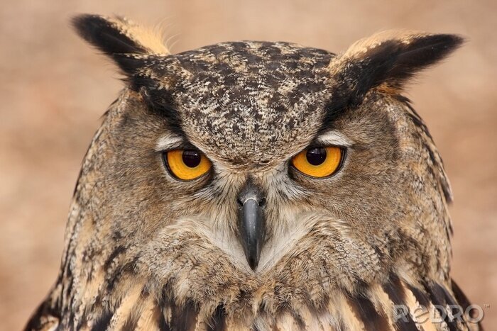 Papier peint  Eurasian Eagle Owl