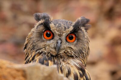 Papier peint  Eurasian Eagle Owl, Bubo Bubo, sitting on the tree branch, wildlife photo in the forest with orange autumn colours, Slovakia. Bird in the forest.
