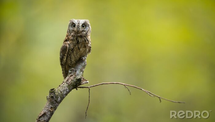 Papier peint  Eurasian scops owl (Otus scops) - Small scops owl on a branch in autumnal forest