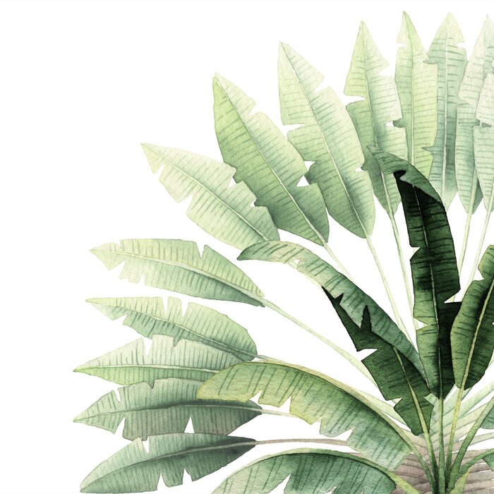 Papier peint  Éventail palmier bananier