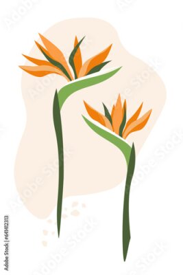 Papier peint  Exotic abstract strelitzia flowers. Vector graphics.