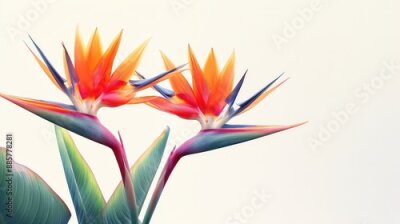 Papier peint  Exotic Bird of Paradise Floral Illustration