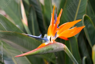 Papier peint  Exotic bird of paradise flower closeup. Strelitzia. Flowering perennial.
