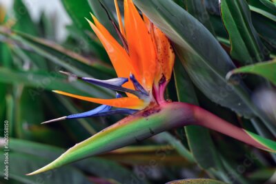 Papier peint  exotic bird of paradise.Strelitzia reginae. Bloomig flower of the plant Strelitzia.