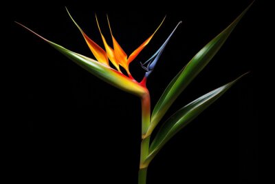 Papier peint  Exotic colorful botanical leaf tropic multi colored flora nature plant macro strelitzia flower