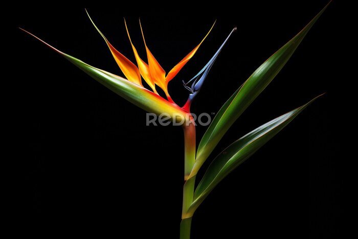 Papier peint  Exotic colorful botanical leaf tropic multi colored flora nature plant macro strelitzia flower
