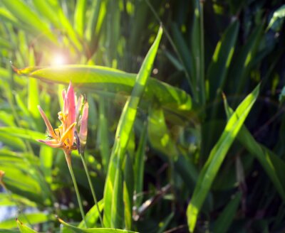 Papier peint  Exotic flower, bird of paradise, strelitzia or crane flower beside the river with beautiful sunset, lens flare circles. Other names this plant may call Bucky, Dwarf Jamaican, Fire Bird, etc.