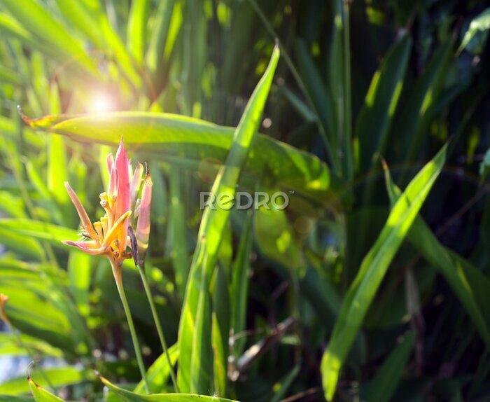 Papier peint  Exotic flower, bird of paradise, strelitzia or crane flower beside the river with beautiful sunset, lens flare circles. Other names this plant may call Bucky, Dwarf Jamaican, Fire Bird, etc.