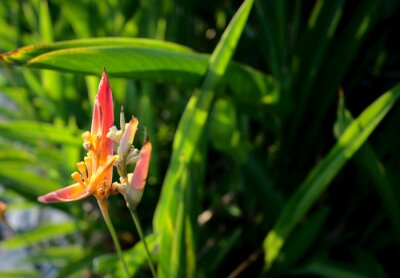 Papier peint  Exotic flower, bird of paradise, strelitzia or crane flower beside the river with beautiful sunset. Other names this plant may call Iris Bannochie, Oliveira's Sharonii or Tagami.