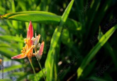 Papier peint  Exotic flower, bird of paradise, strelitzia or crane flower beside the river with beautiful sunset. Other names this plant may call Iris Bannochie, Oliveira's Sharonii or Tagami.