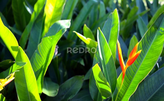 Papier peint  Exotic flower, bird of paradise, strelitzia or crane flower. Natural flower botany background. Green leaves backdrop.