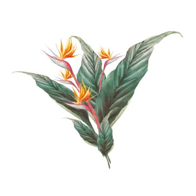Papier peint  Exotic flower illustration on white background. Strelitzia royal and green leaves. Bird of Paradise plant bouquet