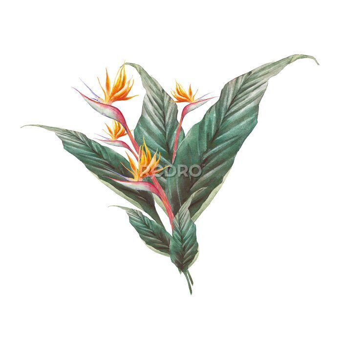 Papier peint  Exotic flower illustration on white background. Strelitzia royal and green leaves. Bird of Paradise plant bouquet