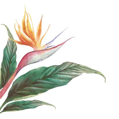 Papier peint  Exotic flower illustration on white background. Strelitzia royal and green leaves. Bird of Paradise plant card