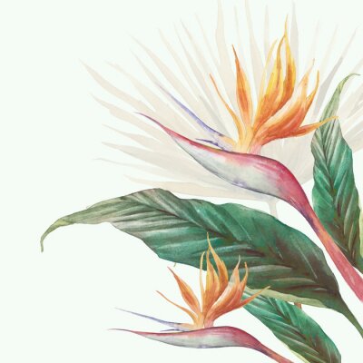 Papier peint  Exotic flower illustration. Strelitzia royal and green leaves. Bird of Paradise plant card
