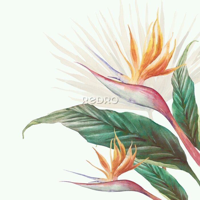 Papier peint  Exotic flower illustration. Strelitzia royal and green leaves. Bird of Paradise plant card
